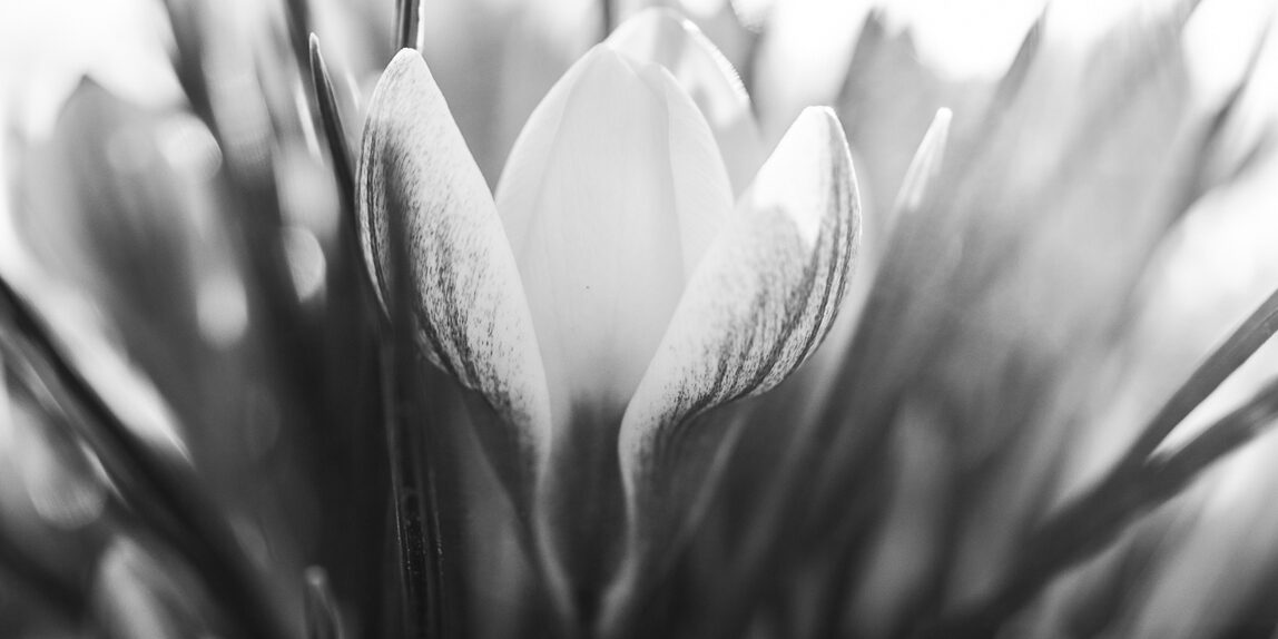 krokus-landschaft-leipzig-fruehling-lostinfocus