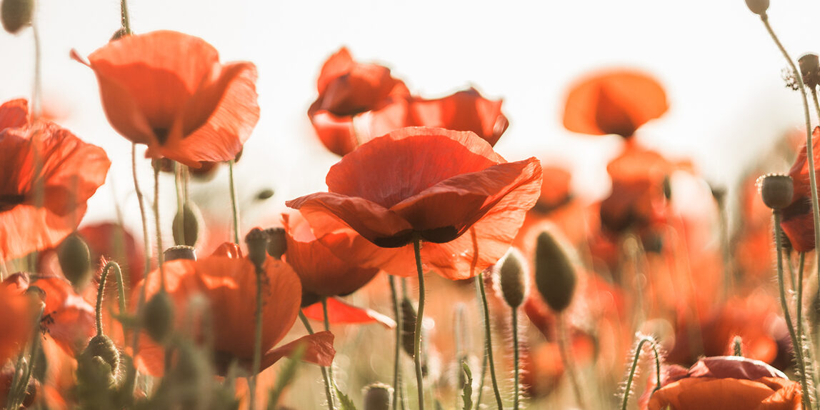 leuchtend-schoenheit-mohn-mohnfeld-natur-rot-klatschmohn