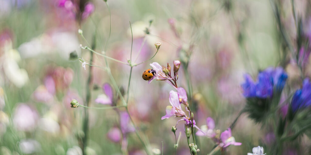 Summer Flowers