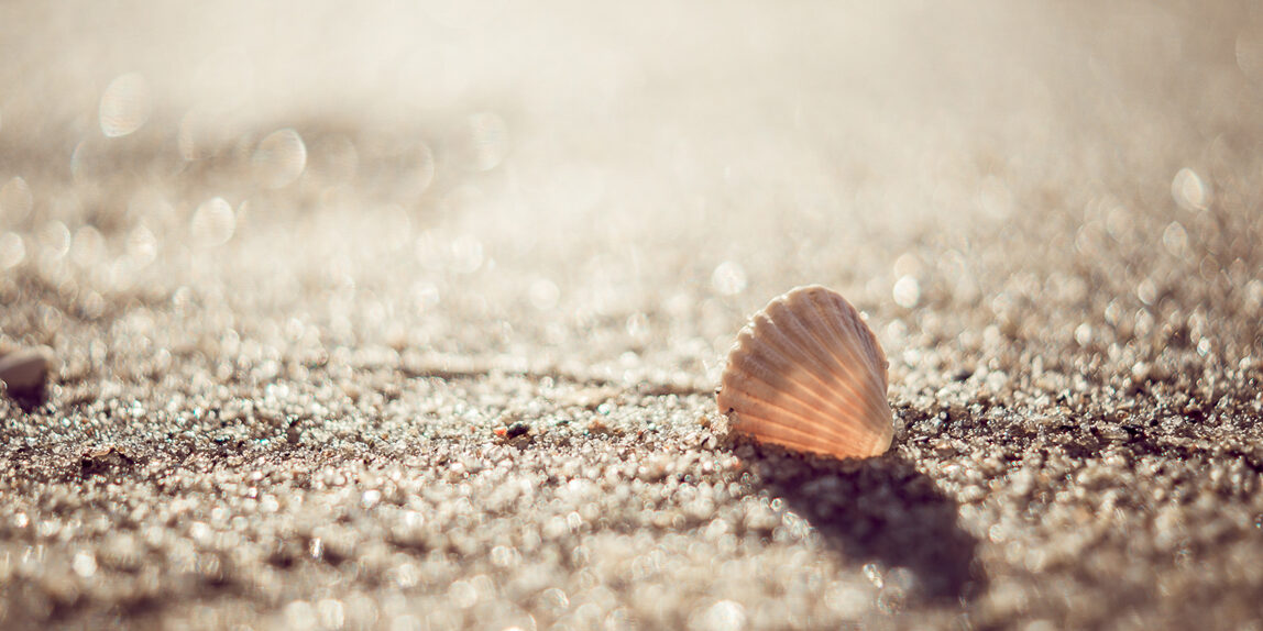 ostsee-landschaft-meer-fotograf-lostinfocus-balticsea-muschel