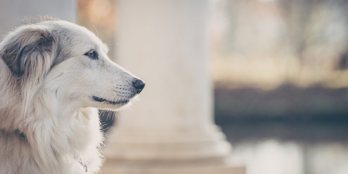 pawtner-hund-tier-fotograf-leipzig-lostinfocus