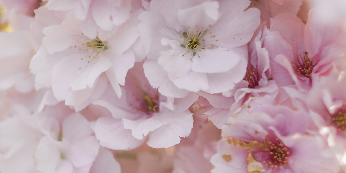 prunus-natur-kirschbluete-fruehling-bluete-lostinfocus