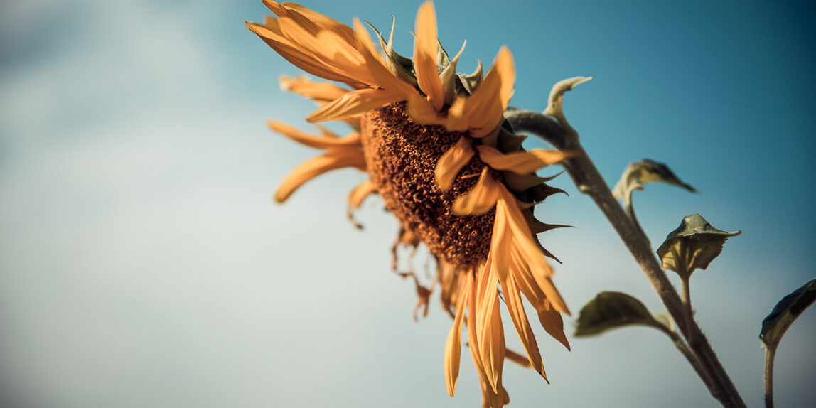 sonnenblumen-sommer-sonne-fotograf-natur-landschaft-lostinfocus